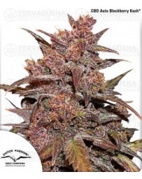 CBD Auto Blackberry Kush Dutch Passion Autofloreciente