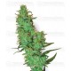 Jack Herer White Label Regular 