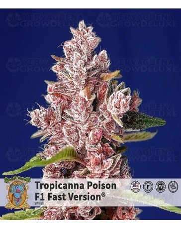 Tropicanna Poison F1 Fast Version Sweet Seeds