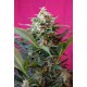 Big Devil XL Auto Sweet Seeds Autofloreciente