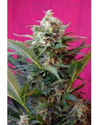 Big Devil XL Auto Sweet Seeds Autofloreciente