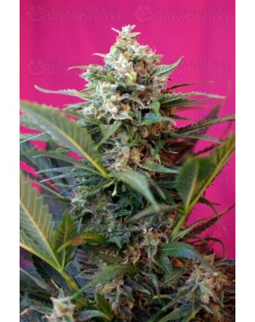 Big Devil XL Auto Sweet Seeds Autofloreciente