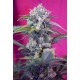 Cream Mandarine Sweet Seeds autofloreciente