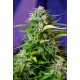 Jack 47 Auto Sweet Seeds autofloreciente