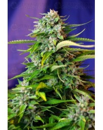 Jack 47 Auto Sweet Seeds autofloreciente