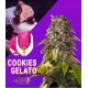 Cookies Gelato Royal Queen