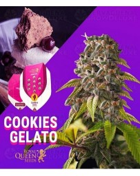 Cookies Gelato Royal Queen