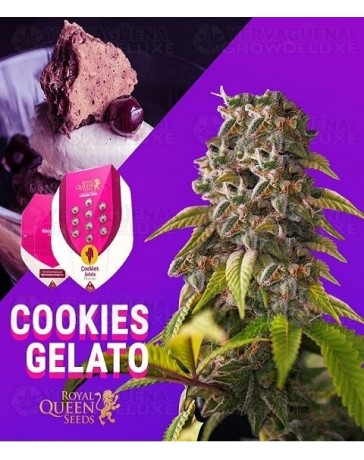 Cookies Gelato Royal Queen