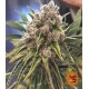 Blueberry OG Barney´s Farm