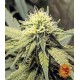 Blueberry OG Barney´s Farm