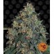 Blueberry OG Barney´s Farm