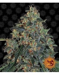 Blueberry OG Barney´s Farm