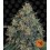 Blueberry OG Barney´s Farm