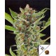 White Widow Dinafem autofloreciente