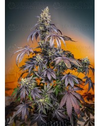 Red Gorilla Girl XL Auto SWEET SEEDS