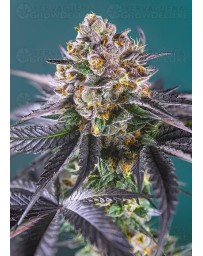 Red Strawberry Banana Auto SWEET SEEDS