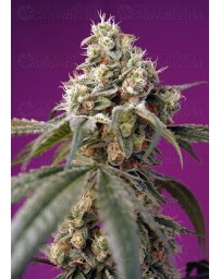 Bruce Banner Auto SWEET SEEDS