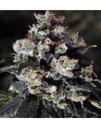 Jack Herer Green House