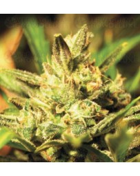 Super Critical Green House autofloreciente