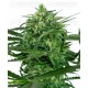 SENSI AMNESIA SENSI SEEDS