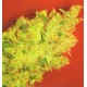 Jack la Mota Medical Seeds