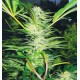 White Widow Medical Seeds