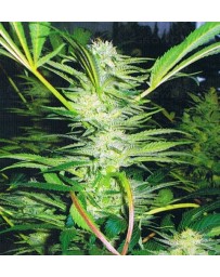 White Widow Medical Seeds