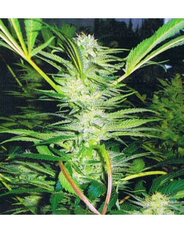 White Widow Medical Seeds