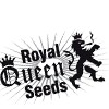 Royal Queen semillas