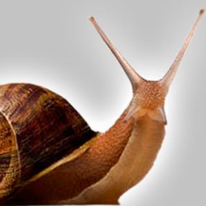 Caracol