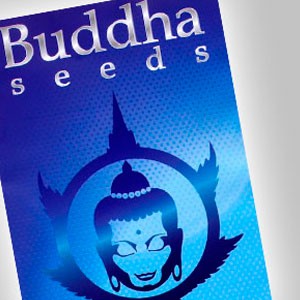 Imagen de Buddha Seeds