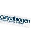 Cannabiogen semillas