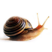 Caracol