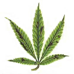 Boro en el cultivo de marihuana