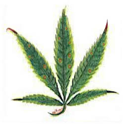 Cómo influye el calcio en el cultivo de cannabis