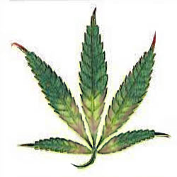La influencia del cobre en el cultivo de cannabis