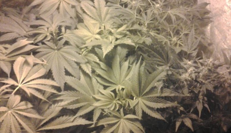 Cultivo interior de marihuana