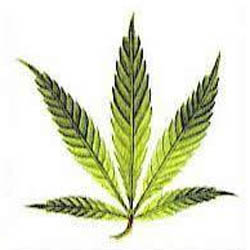 Excesos y carencias de Hierro al cultivar marihuana