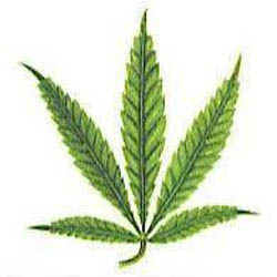 Cómo influye el magnesio al cultivar cannabis