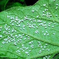 Plagas de la marihuana: la mosca blanca