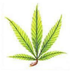 Nitrógeno en el cultivo de marihuana