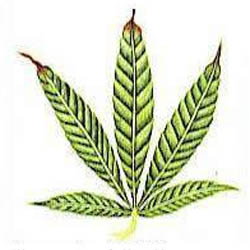Zinc en el cultivo de cannabis