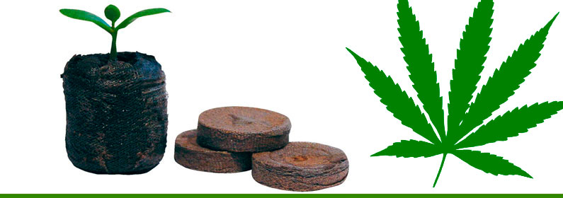 Germinación planta de marihuana