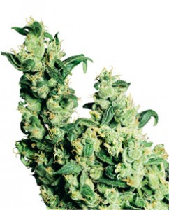 jack herer