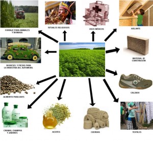 La marihuana y su uso terapéutico