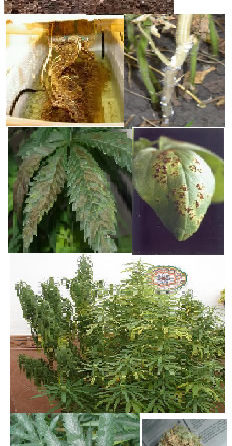 Plagas más comunes en el cultivo de cannabis
