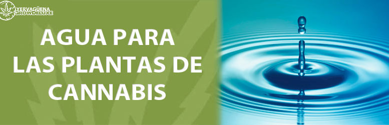 Agua para nuestras plantas de cannabis