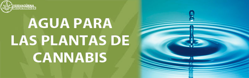 agua para las plantas de marihuana