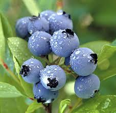 blueberry-2