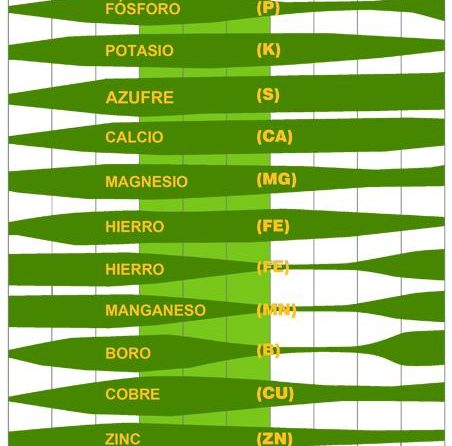 Cómo controlar el pH y la EC de mi cultivo de Cannabis